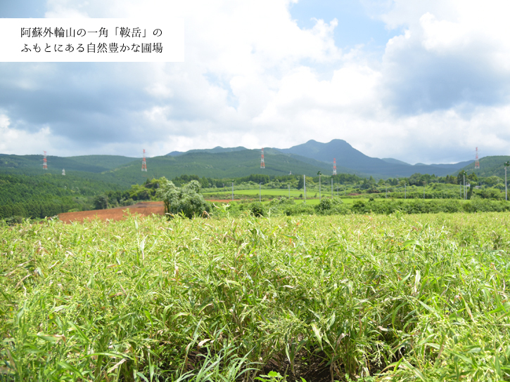 生産地:菊池市旭志