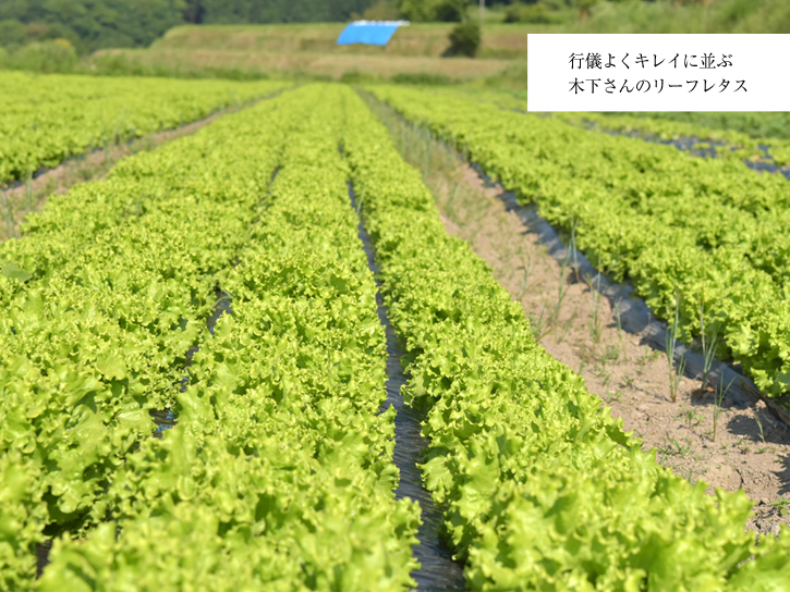 キノファームの無農薬リーフレタス