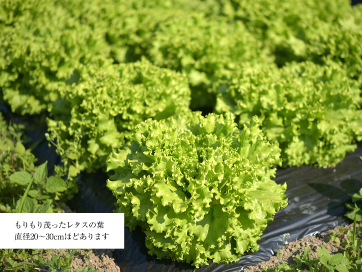 シャキッとした木下さんのリーフレタス"