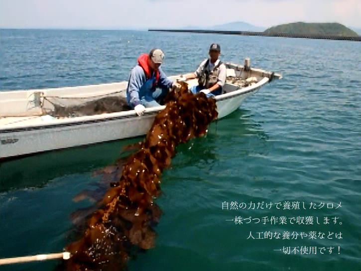 クロメの収穫