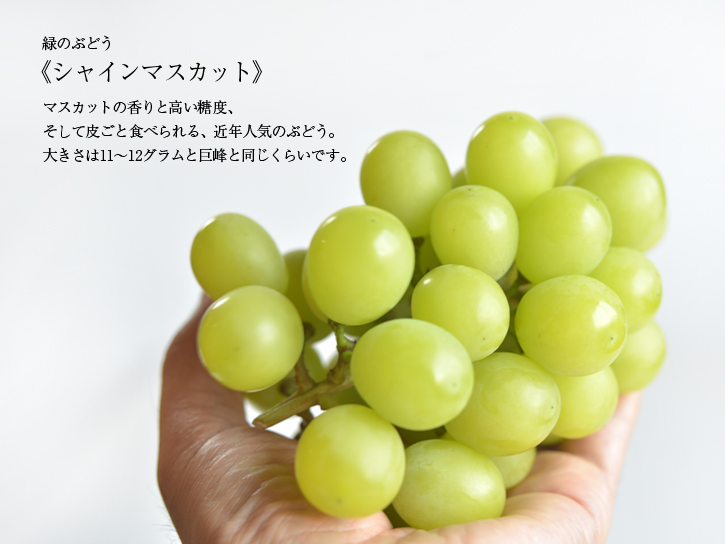 ぶどうの種類:シャインマスカット