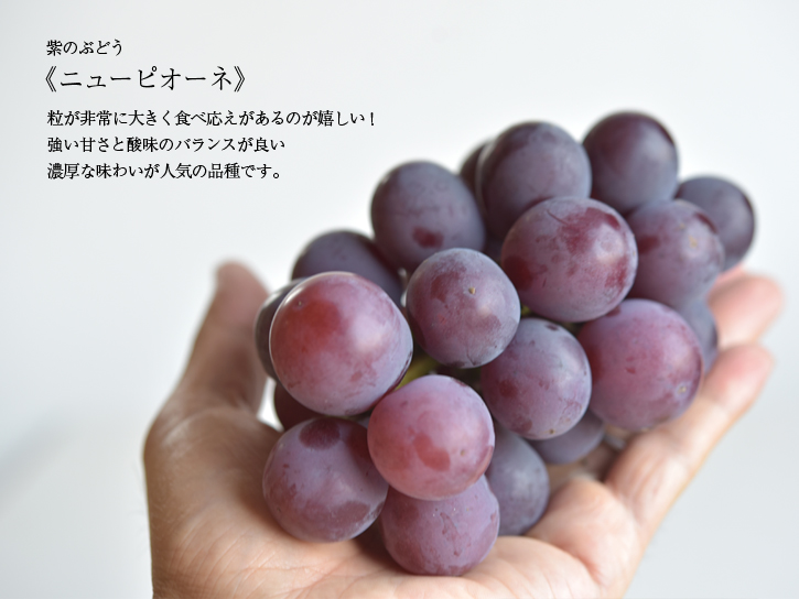 ぶどうの種類:ニューピオーネ