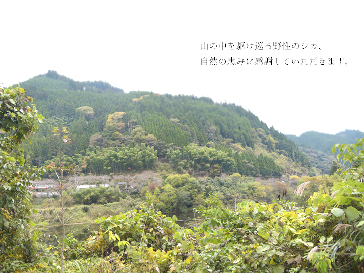 上津江の山の風景