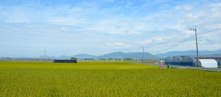 田圃の風景