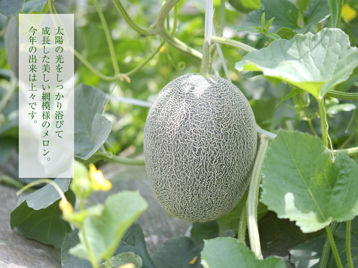 美しい模様が入った冨田さんのメロン