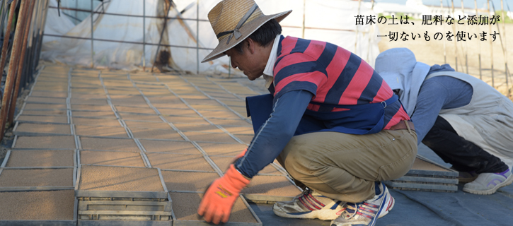 苗床作り