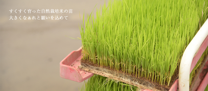 小さな苗