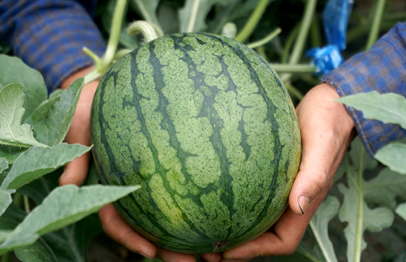 自然栽培 農薬不使用 肥料不使用 米 野菜 通販 自然派きくち村