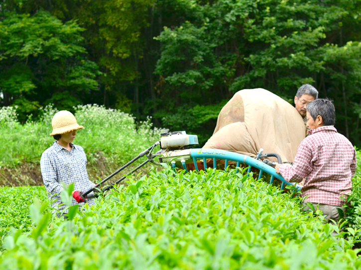 お茶を収穫する高島和子さん